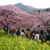 春の訪れを告げる 河津桜まつり 2016