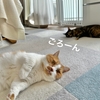 愛猫とゴロゴロしながら猫ゲー三昧。