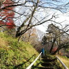 Taking a walk under the colour leaves.