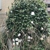 椿