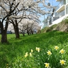 盛岡の桜🌸2026