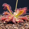 Drosera venusta (Jun.2022)