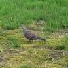 野鳥とコースター