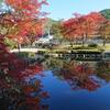 曾木公園今は盛りの紅葉かな