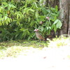 クロジ・ノゴマ・エナガ団子(大阪城野鳥探鳥 2017/04/22 5:15-13:00)