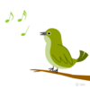 うぐいす ( Japanese Bush Warblers )　