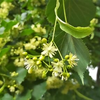 7月9日　水