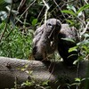 アフリカワシミミズク(Spotted Eagle-Owl)の親子