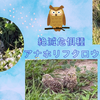 絶滅危惧種アナホリフクロウ＜フクロウ＃１＞