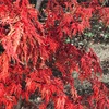 庭のもみじ『青枝垂(あおしだれ)』が真っ赤に紅葉しています！