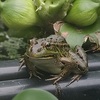 チビちゃん分身の術の巻