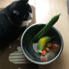 7月30日から8月2日の収穫野菜