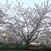 満開の桜と黄砂