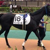 東京競馬3R パドック直前予想　18 マンドローネ　がんばれぇぇぇぇぇ！！！！！！！！