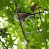 智光山公園に行ってきました　第３弾