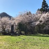 令和4年、山形市西部の桜