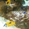 ソニービルの期間限定水族館　48th Sony Aquarium