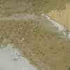 霞水系タナゴ釣り