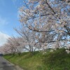 桜の季節