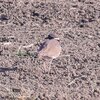 連休中の可愛い野鳥たち