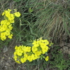 スイス高原の可憐な花