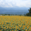 北杜市・明野町ひまわり