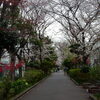 地元、川崎の「南河原公園」で素晴らしい花見！！（花壇）