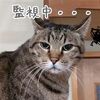 サマーカットのその後と...ニャンS相関図2025改訂版