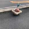 道路にカブが出ています