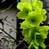山菜の日・・