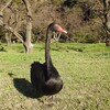 ■2024-11-23（土）コクチョウを見てきた。