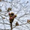 【桜開花】熊谷で桜の開花 過去3番目の早さ