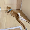 柴犬「きび」が来てから51日目【我が家で最も脚が長い】