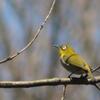 鳥も活動開始
