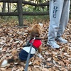 リハビリ散歩