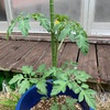 鉢植ゑのトマトの苗の健やかに（あ）