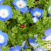 ネモフィラの花