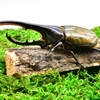 カブトムシの王様ヘラクレスオオカブト！飼育は難しいのか？そして気になる値段は？