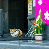 地元繁華街のねこさん