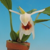 Coelogyne xyrekes