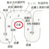 神経生理学ってセラピストのハンドリング(タッチ)に活かせるの？