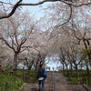 🌳 東山動植物園🌸桜の回廊🌸🌳