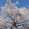 じいさんに触発されてジョギングして宇宙の青さを想像する桜の空