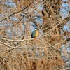 カワセミ等の野鳥と・・・（城山・北本）