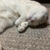 添い寝にゃんこと日々のきろく6