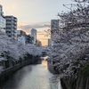 今年の目黒川桜状況といつもの焼鳥屋さん