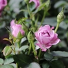 4月13日！　今日もいろんな植物♪　斑入りのユリオプスデージーなど入荷！