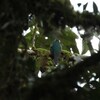 アフリカキヌバネドリ(Narina Trogon)