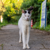 八重山諸島のねこさん