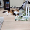 モナカさんの衣替えがヤバい。。。